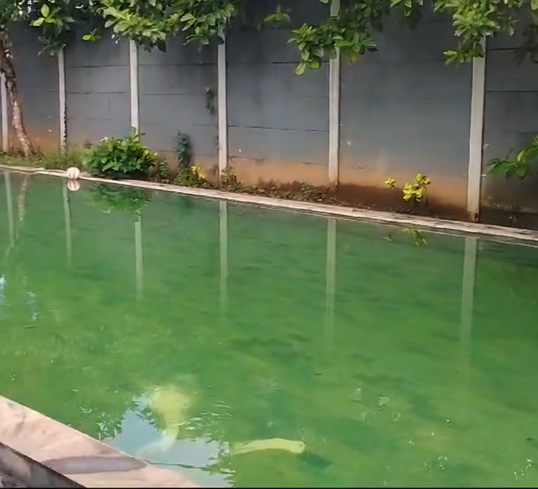 kolam renang dengan air berwarna hijau tanda kolam renang perlu perawatan khusus