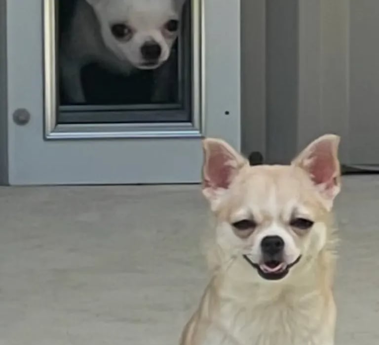 Lolly and Artie—AKC Louisiana Chihuahua champions, one seated, one peeking through doggy door