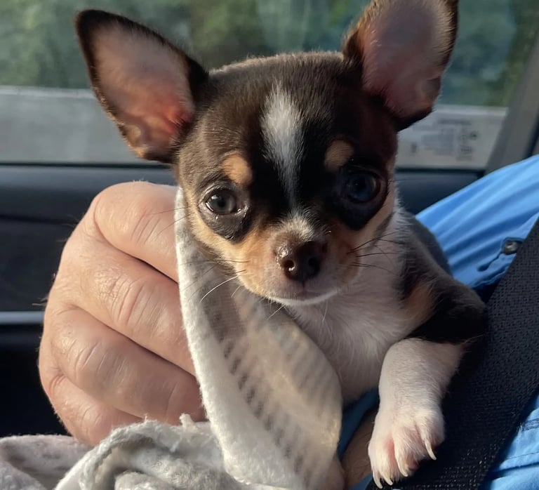 Chocolate and white AKC Louisiana Chihuahua pup—wrapped in blanket, gazing while being gently held