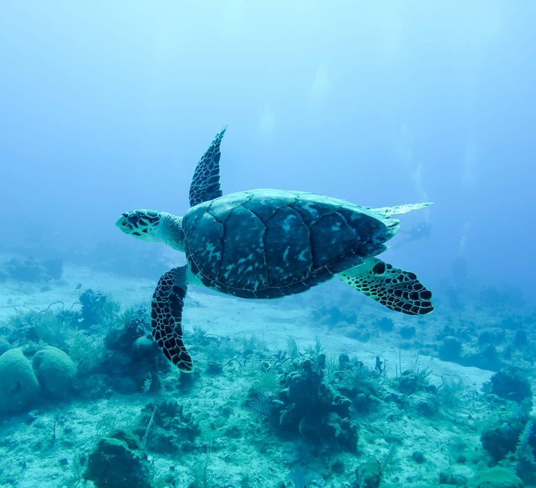 Tortue marine symbolisant l’harmonie, le respect de la nature et l’engagement écologique d’UP2MEL