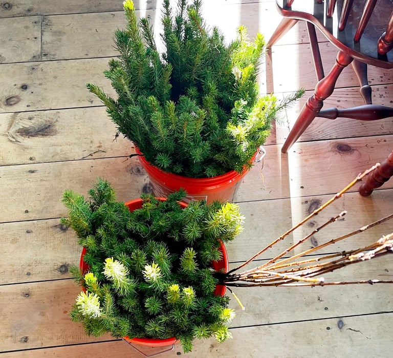 500 Baby Christmas Trees Ready for Planting!