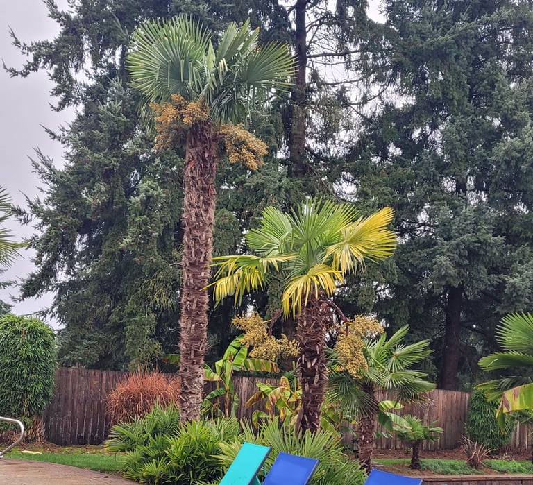 25' Windmill Palm amongst others