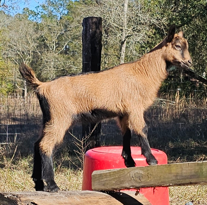 oberhasli goat kid balancing