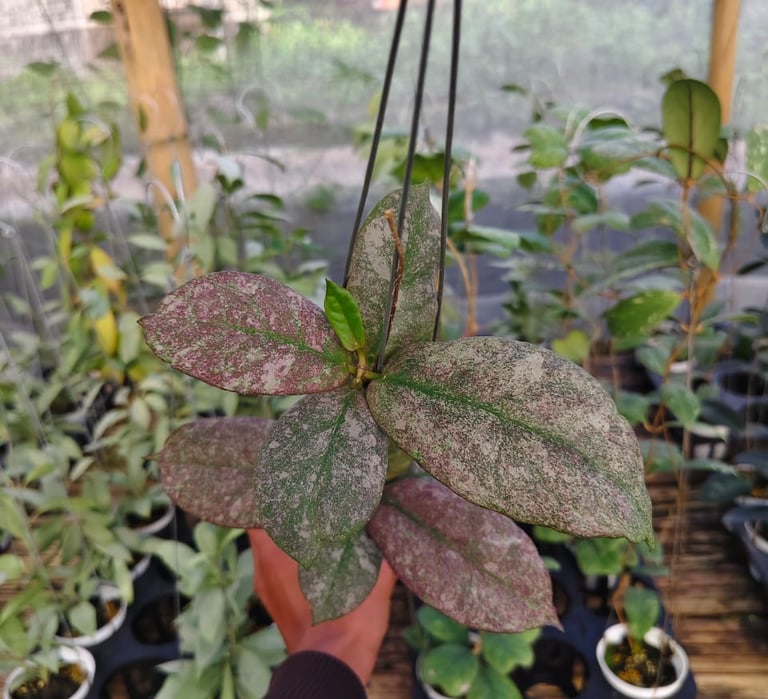 Hoya mitrata silver purple leaves from Kapuas Hulu, Borneo