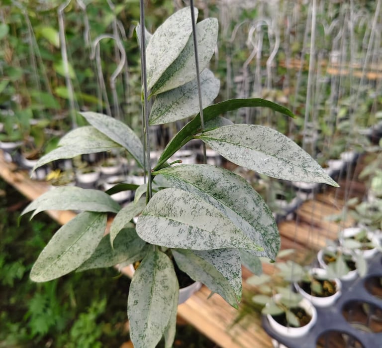 Hoya amicabilis with silver foliage and elongated leaves