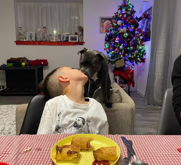Cucciola di Staffy blu bacia bambino. Esemplare venduto da Grecalestaffs ad una famiglia di Torino