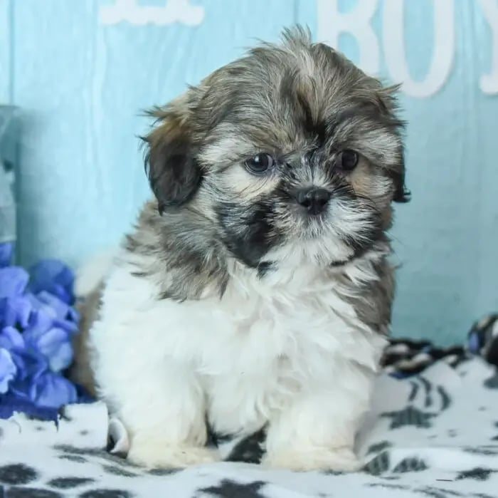 Shih Tzu puppy cost