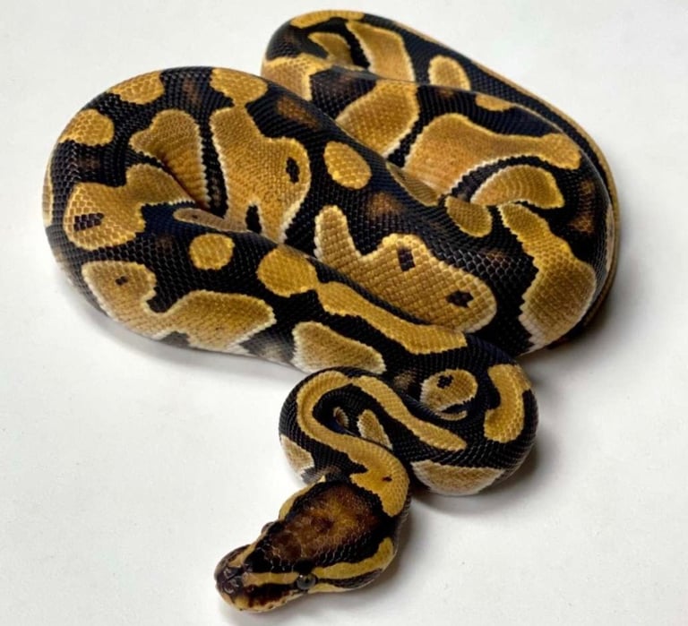Reptile Ball Python