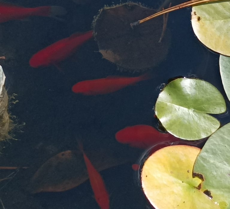 The goldfish are shy  when we are around. Can you spot them?