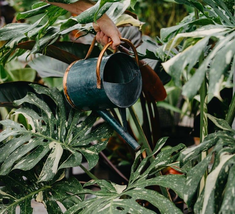 Monstera Thai Constellation care guide