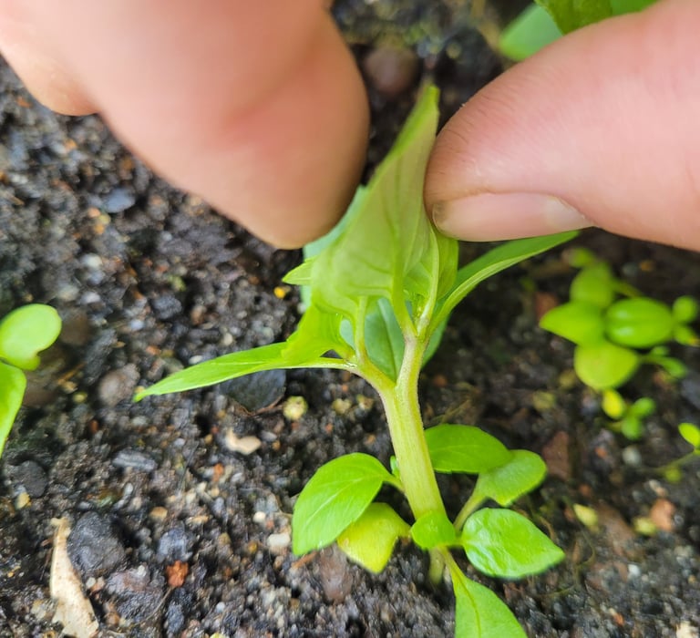 bifurcation de basilic de variété thaï, réveil épigénétique favoriser par une culture vivante