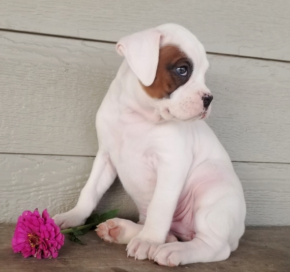 White puppy boxers near me for sale