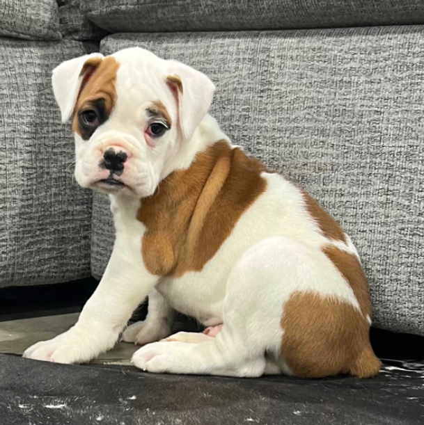 Boxer dog puppy for sale
