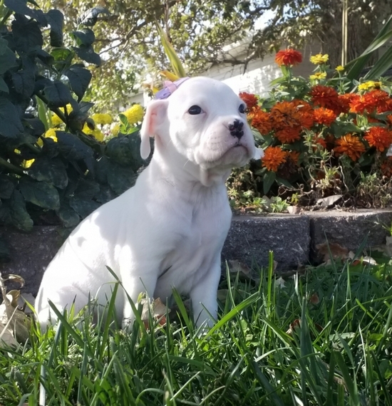 White boxer puppy for sale