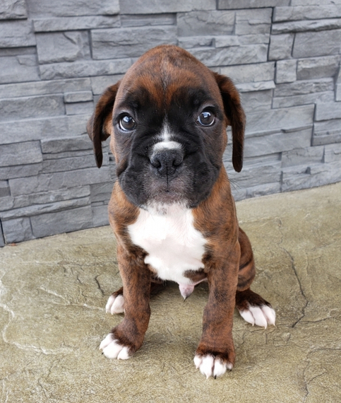 Boxer puppies for sale near me