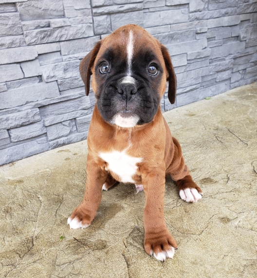 Puppy boxers near me for sale