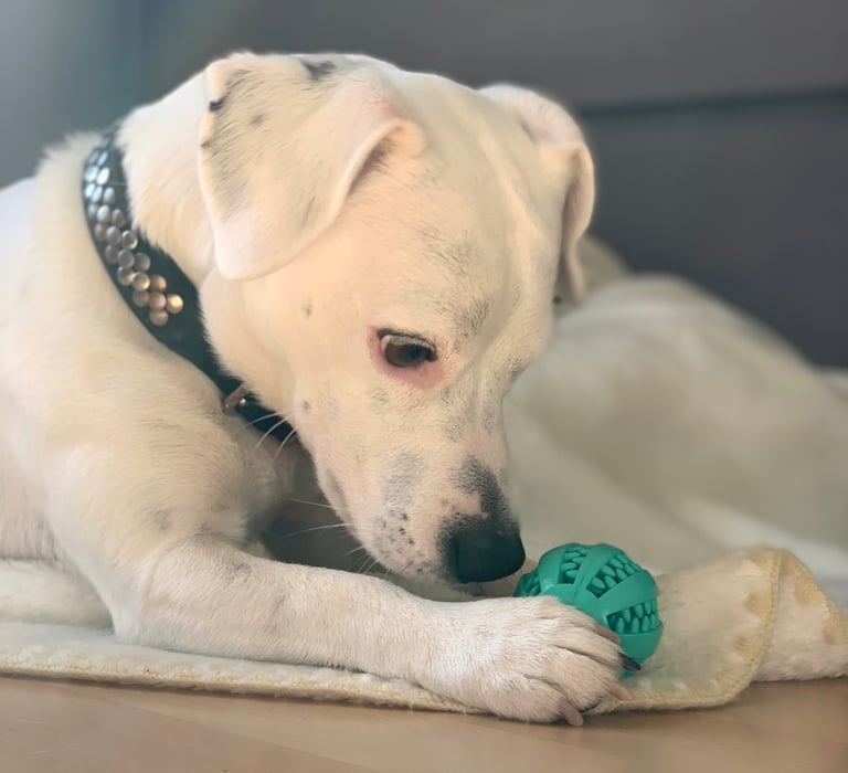 WinDog - Sandrine Géraud - Comportementaliste canin