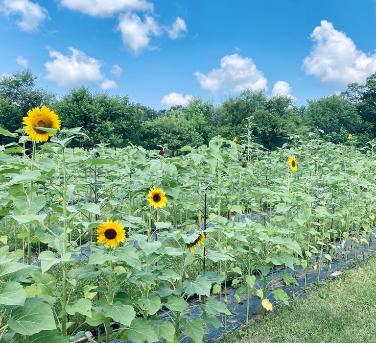 Sunflower field, rows of sunflowers on a bright sunny day