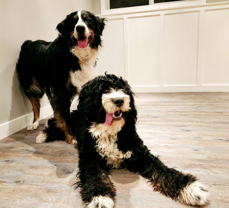 two dogs are standing next to each other