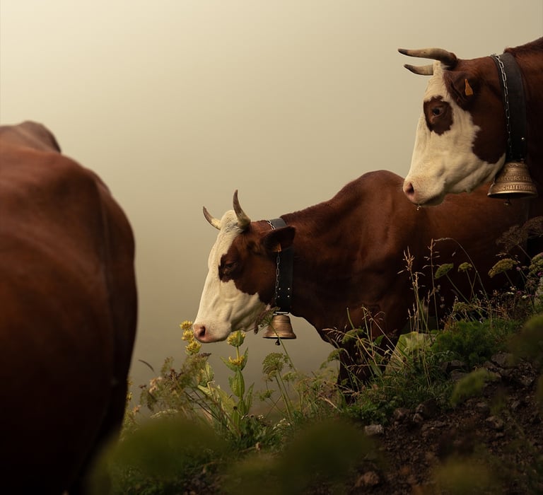 photo portrait vache montagne nuage 