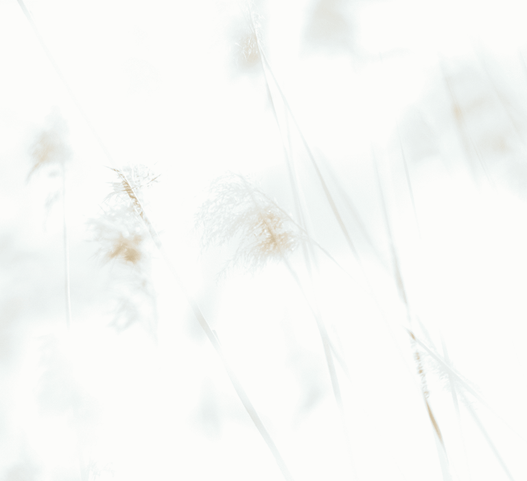 High-key, ethereal photograph of delicate, feathery grass reeds in a bright white landscape.
