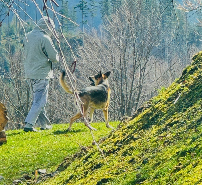 Mężczyzna w szarej bluzie z kapturem prowadzący owczarka niemieckiego po trawiastej ścieżce górskiej