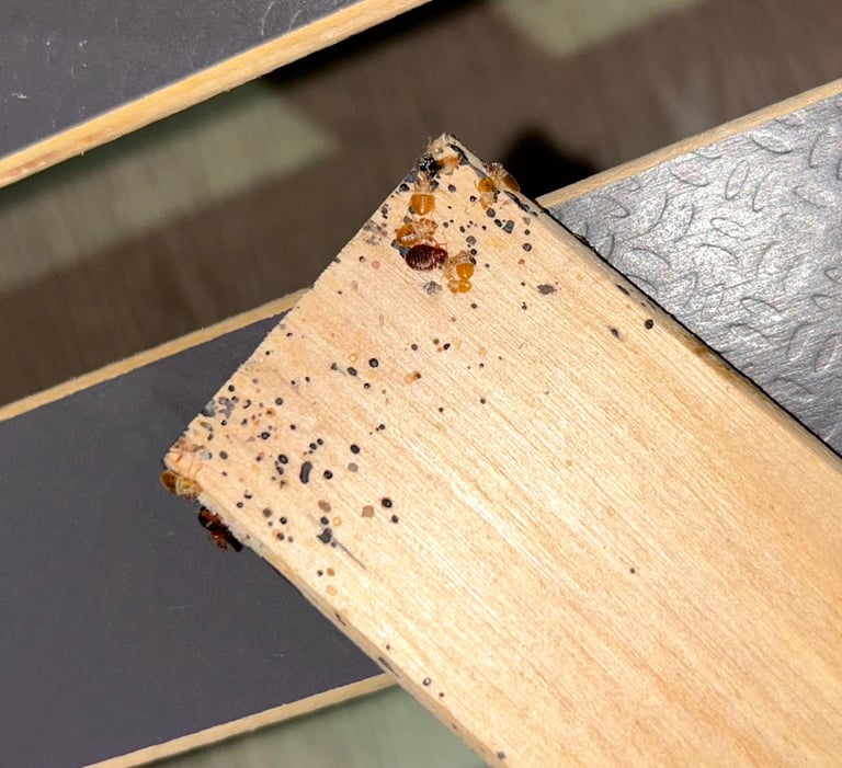 Société traitement des punaises de lit à Valence