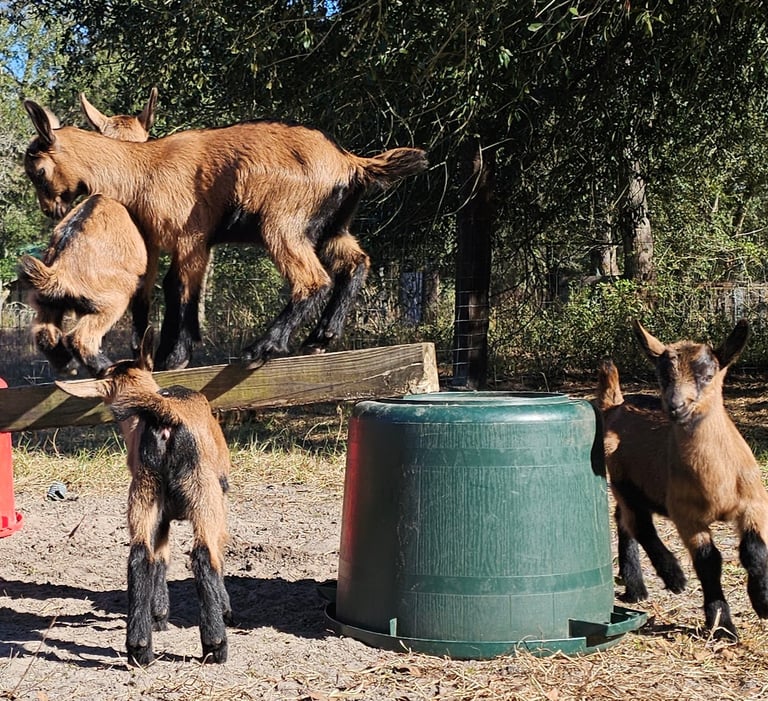 Oberhasli goat kids playing balance games