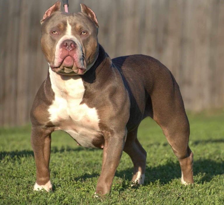 xl american bully, titanium kilo kennels, xl pitbull