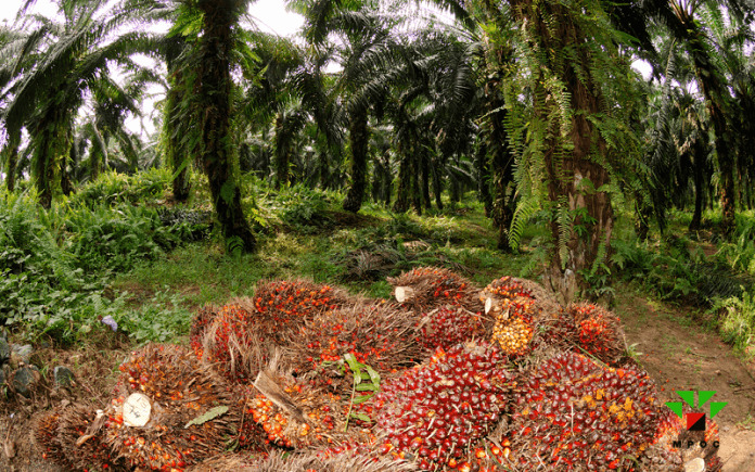 Palm oil plantation with harvested palm fruit bunches in the foreground. The harvested palm fruit bu