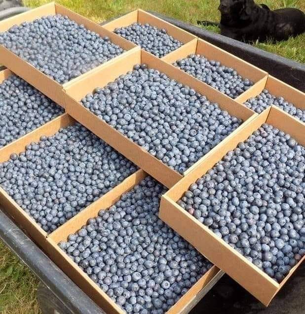 Blueberries love Frass