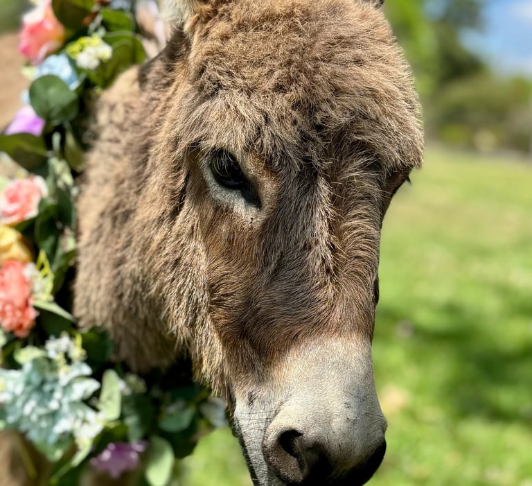 Cuddles with Mini Donkey, Ruby Mae, at parties