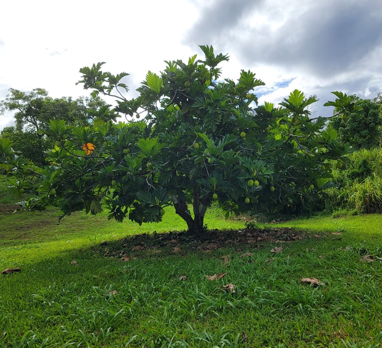 Ulu(breadfruit)Tree