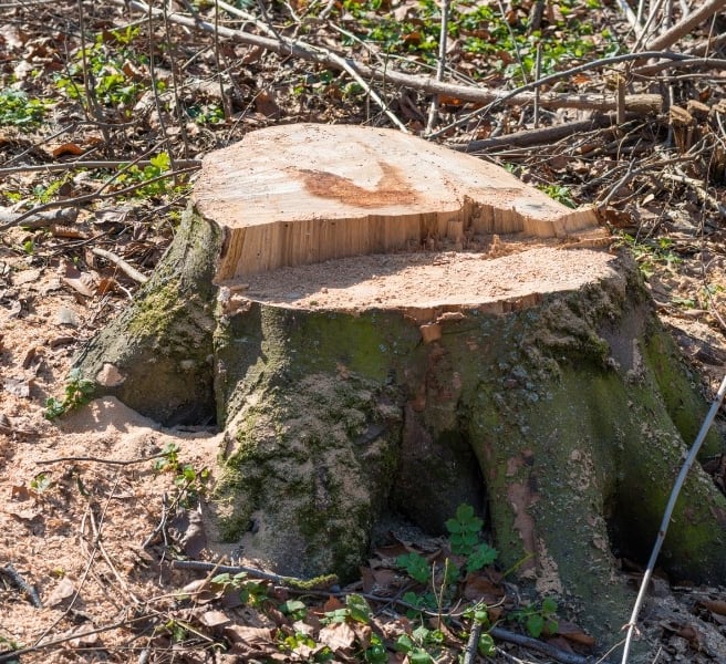 TREE-MENDOUS Tree cutting Service