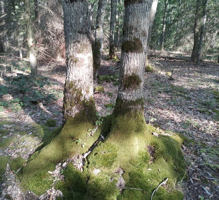 arbres jumeaux