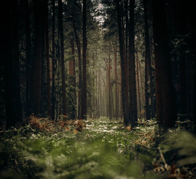 Golden forest