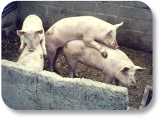 2 young boars could hear & smell the 2 young ladies next door, so they leapt the wall & had some fun