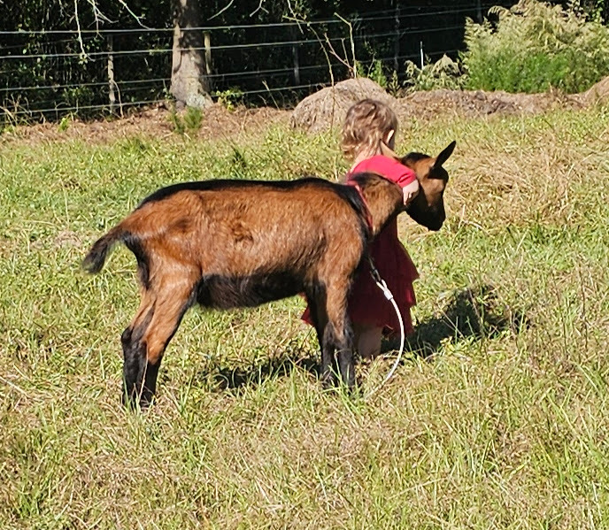 Young Oberhasli goat buck being sweet with young child