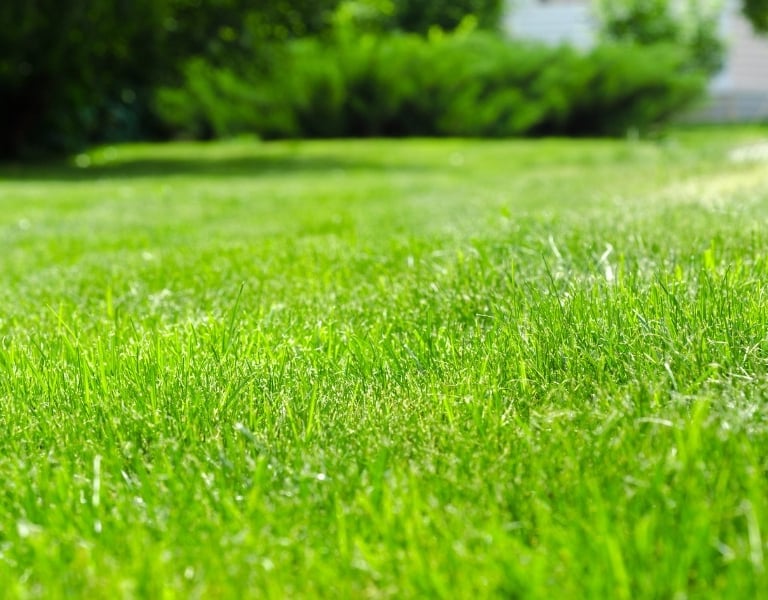 grass, TREE-MENDOUS Tree Service