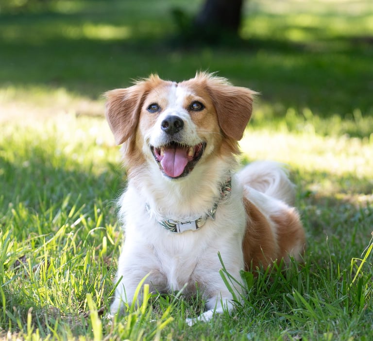 A happy brown and white dog smiling while lying on green grass in a sunny park.