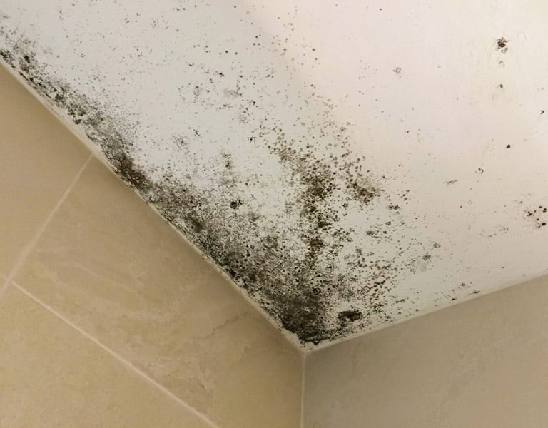 problème humidité moisissure