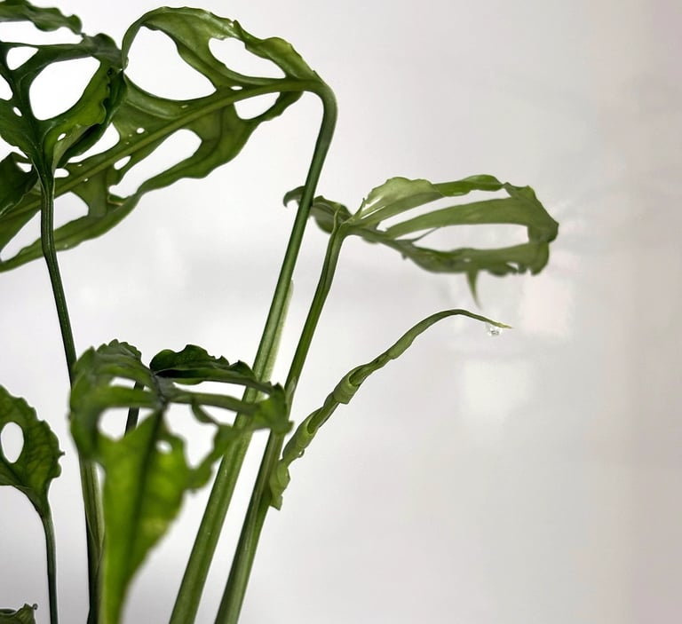 monstera obliqua peru
