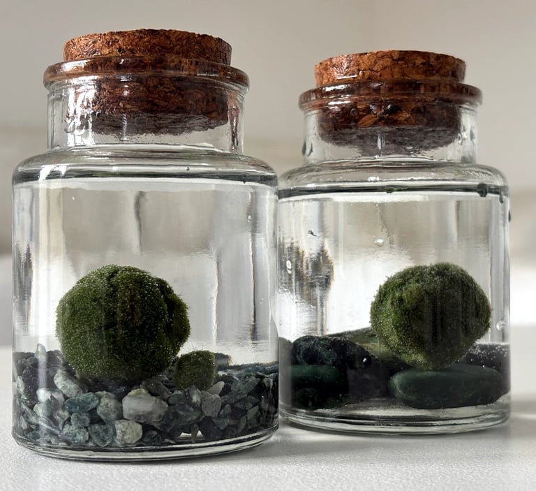 alga marimo in bottiglia