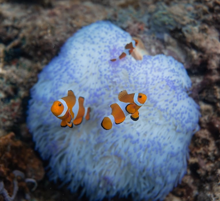 a group of clown clown clown clown clown clown clown clown clown clown clown clown clown