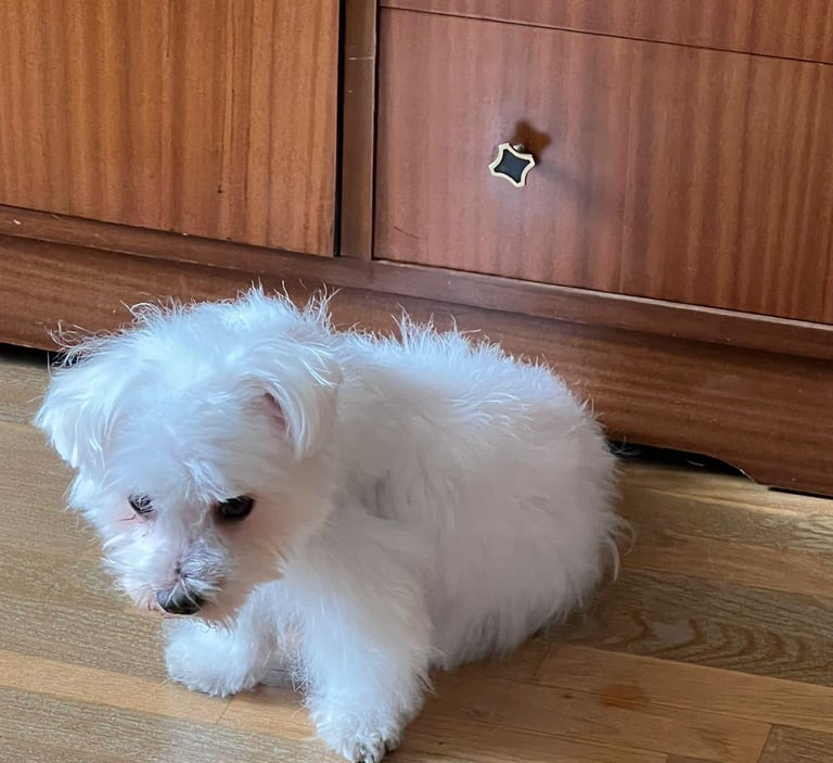 Marco, bichón maltés descansando en casa, reflejo de paz y ternura que inspira nuestro proyecto.