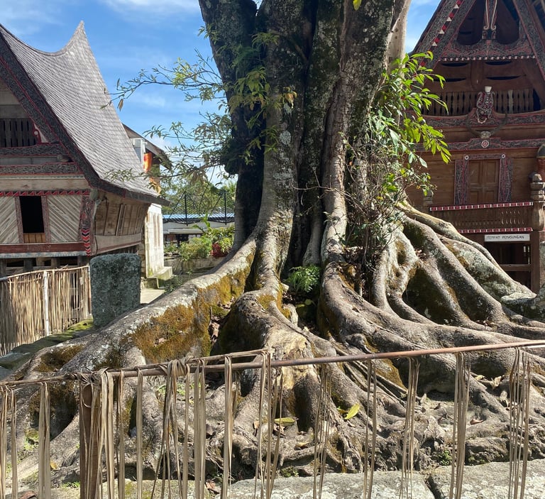 an old old tree growing out a stone slab with Batak houses in the background