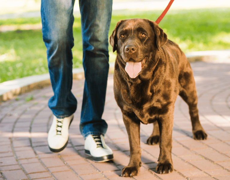 Dog walking at Fido's pet sitters Lynnwood Washington