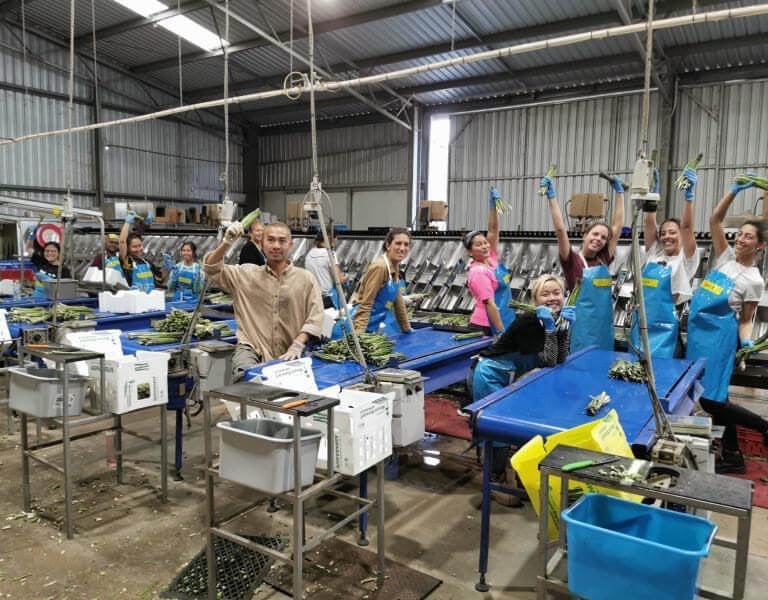 Trabajar en una packhouse en Australia