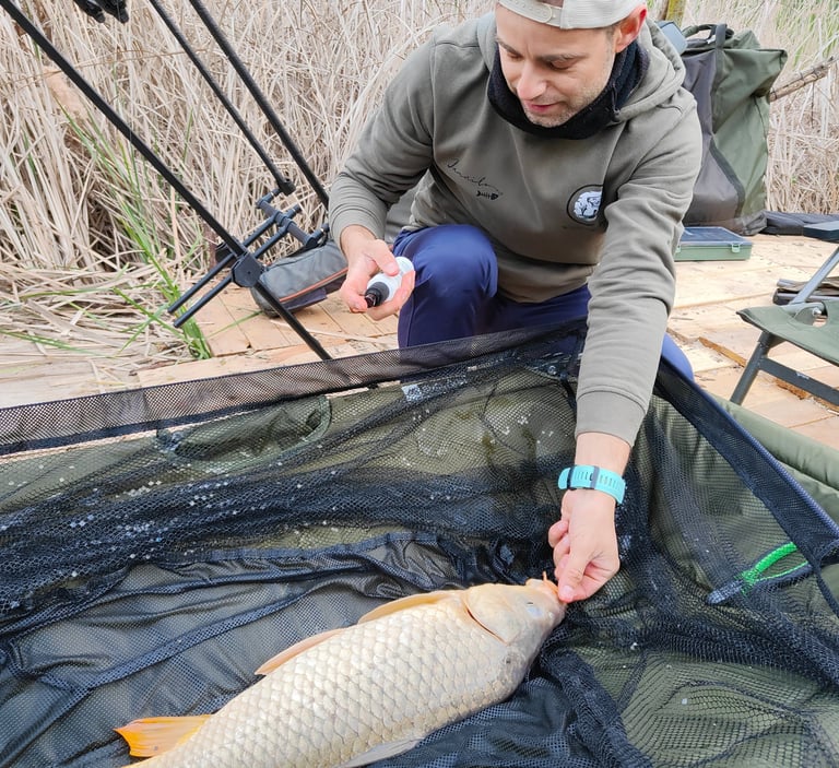 A man treating a carp on an unhooking mat
