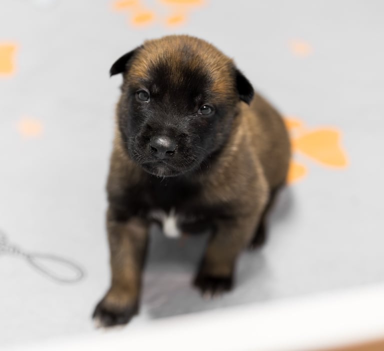 Belgian Malinois puppies for sale in Florida. Five males and three females available. July 11th 2026